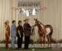 Pinto Congress Breeders Cup Champion