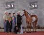 PtHA World Show Top 5 Yearling Mares